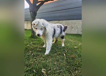 BORDER COLLIE Welpe Buddy