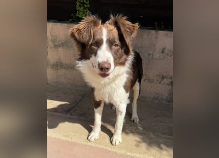 Border Collie Faye wartet auf unserem Tierschutzhof in Portugal!