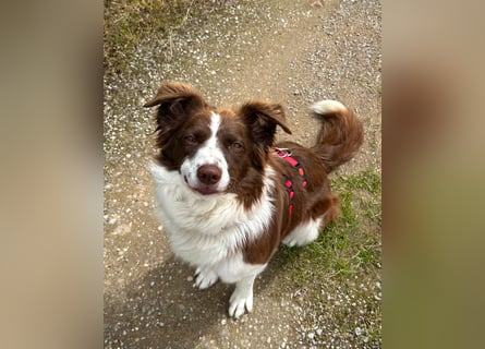 Border Collie Faye wartet auf ihrer Pflegestelle in 74861 Neudenau!