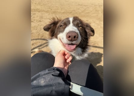Border Collie Faye wartet auf unserem Tierschutzhof in Portugal!