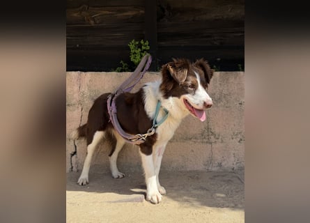 Border Collie Faye wartet auf unserem Tierschutzhof in Portugal!
