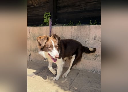 Border Collie Faye wartet auf unserem Tierschutzhof in Portugal!