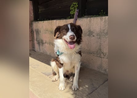 Border Collie Faye wartet auf unserem Tierschutzhof in Portugal!