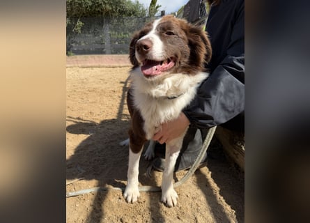 Border Collie Faye wartet auf unserem Tierschutzhof in Portugal!
