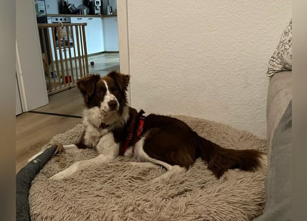 Border Collie Faye wartet auf ihrer Pflegestelle in 74861 Neudenau!