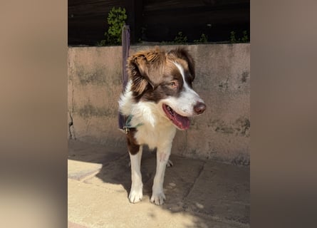 Border Collie Faye wartet auf unserem Tierschutzhof in Portugal!