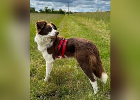 Border Collie Faye wartet auf ihrer Pflegestelle in 74861 Neudenau!