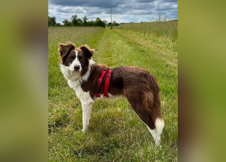 Border Collie Faye wartet auf ihrer Pflegestelle in 74861 Neudenau!