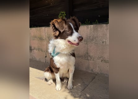 Border Collie Faye wartet auf unserem Tierschutzhof in Portugal!