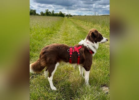 Border Collie Faye wartet auf ihrer Pflegestelle in 74861 Neudenau!
