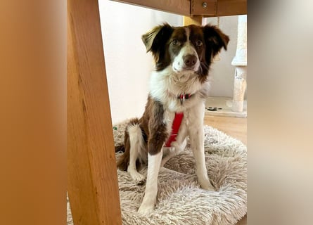 Border Collie Faye wartet auf ihrer Pflegestelle in 74861 Neudenau!