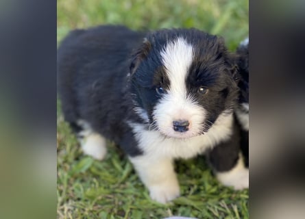 Ein Border Collie Welpe mit VDH/FCI Papiere (Rüde) su. ab Ende Juni ein liebevolles, neues zu Hause