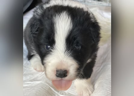 Ein Border Collie Welpe mit VDH/FCI Papiere (Rüde) su. ab Ende Juni ein liebevolles, neues zu Hause