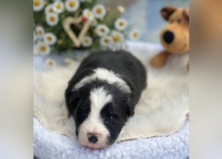 2 Border Collie Welpen (Rüden) suchen ab Ende Juni noch ein liebevolles, neues zu Hause