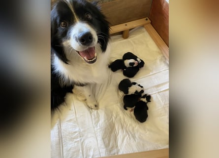 2 Border Collie Welpen (Rüden) suchen ab Ende Juni noch ein liebevolles, neues zu Hause