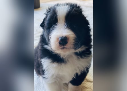 Ein Border Collie Welpe mit VDH/FCI Papiere (Rüde) su. ab Ende Juni ein liebevolles, neues zu Hause