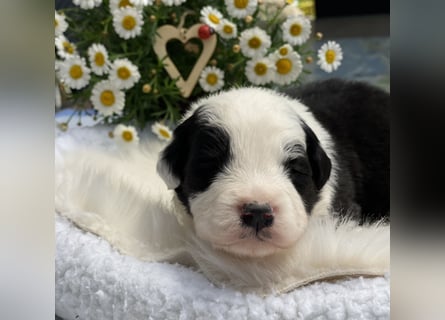 2 Border Collie Welpen (Rüden) suchen ab Ende Juni noch ein liebevolles, neues zu Hause