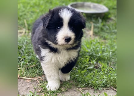 Ein Border Collie Welpe mit VDH/FCI Papiere (Rüde) su. ab Ende Juni ein liebevolles, neues zu Hause