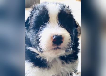 Ein Border Collie Welpe mit VDH/FCI Papiere (Rüde) su. ab Ende Juni ein liebevolles, neues zu Hause