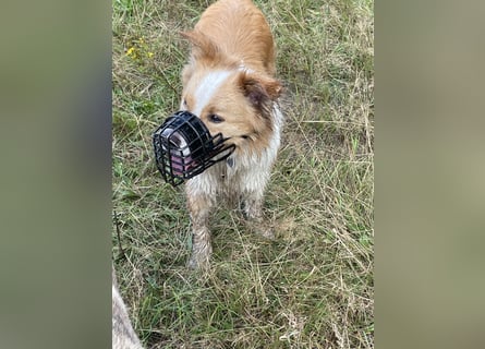 Bordercollie Rüde 2 Jahre alt
