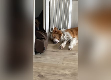 Bordercollie Rüde 2 Jahre alt