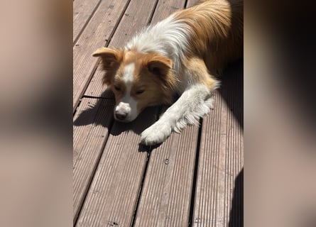 Bordercollie Rüde 2 Jahre alt