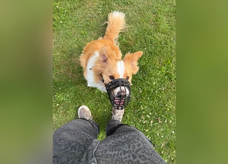 Bordercollie Rüde 2 Jahre alt