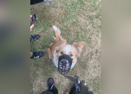 Bordercollie Rüde 2 Jahre alt