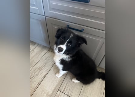 Bordercollie