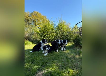 Border Collie Welpe sucht sein Für-Immer-Zuhause