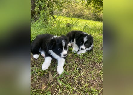 Wunderschöner Border Collie Welpe Rüde sucht liebevolles Zuhause