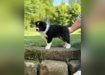 Border Collie Welpe sucht sein Für-Immer-Zuhause