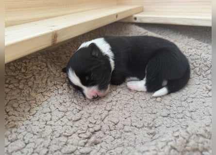 Wunderschöner Border Collie Welpe Rüde sucht liebevolles Zuhause
