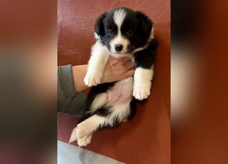 Wunderschöner Border Collie Welpe Rüde sucht liebevolles Zuhause