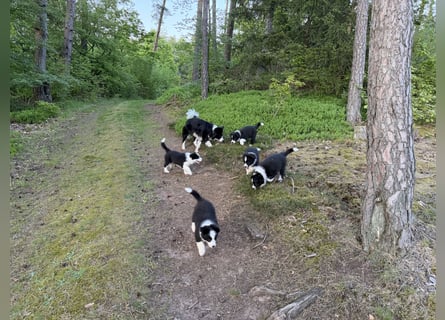 Border Collie Welpe sucht sein Für-Immer-Zuhause