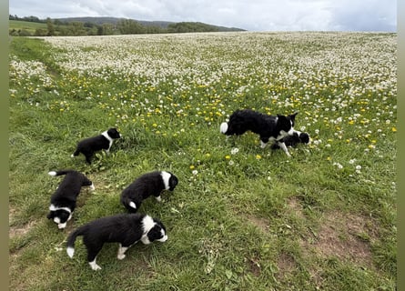 Wunderschöner Border Collie Welpe Rüde sucht liebevolles Zuhause
