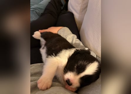 Border Collie Welpe sucht sein Für-Immer-Zuhause