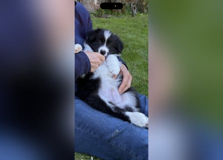 Border Collie Welpe sucht sein Für-Immer-Zuhause