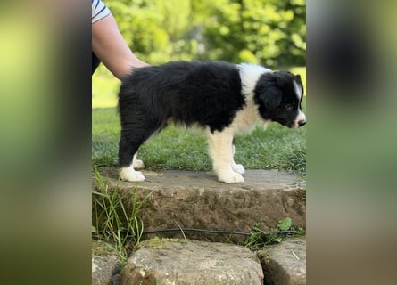 Wunderschöner Border Collie Welpe Rüde sucht liebevolles Zuhause