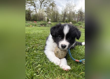 Wunderschöner Border Collie Welpe Rüde sucht liebevolles Zuhause
