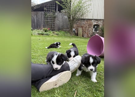 Wunderschöner Border Collie Welpe Rüde sucht liebevolles Zuhause
