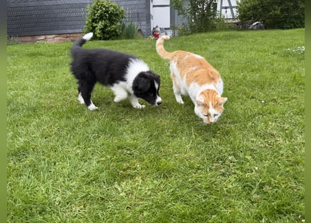 Wunderschöner Border Collie Welpe Rüde sucht liebevolles Zuhause