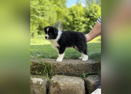 Wunderschöner Border Collie Welpe Rüde sucht liebevolles Zuhause