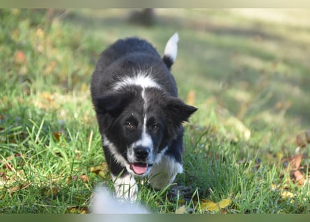 Border collies FCI