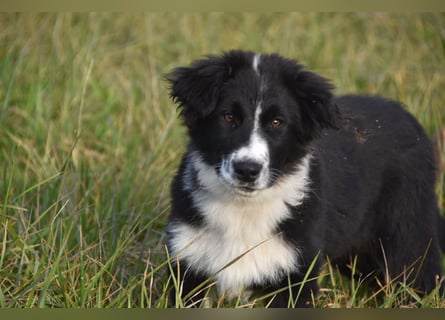 Border collies FCI
