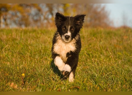 Border collies FCI