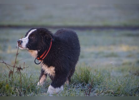 Border collies FCI