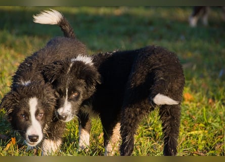 Border collies FCI