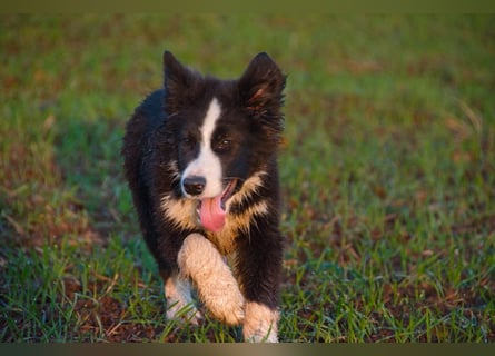 Border collies FCI