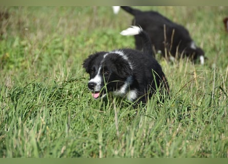 Border collies FCI